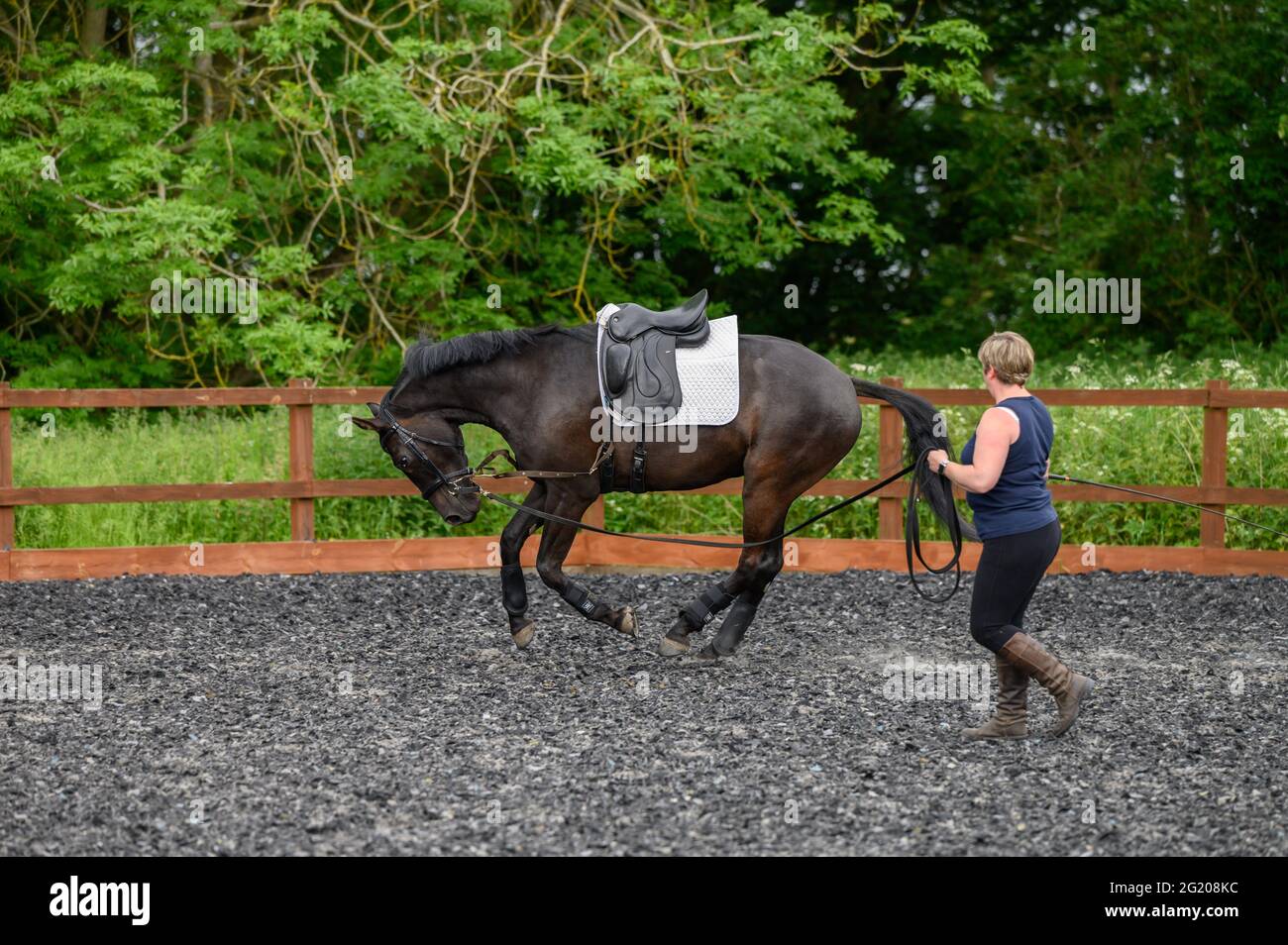 Young Hanoverian horse being lunged Stock Photo