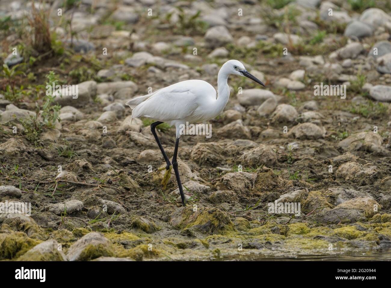 Little egret, Egretta garzetta at a river feeding in spring, Andalucia, Spain. Stock Photo