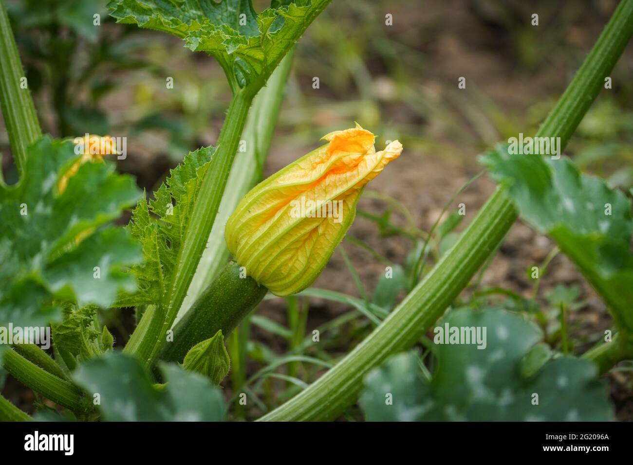 The closed yellow flower of a zucchini or courgette plant, Cucurbita