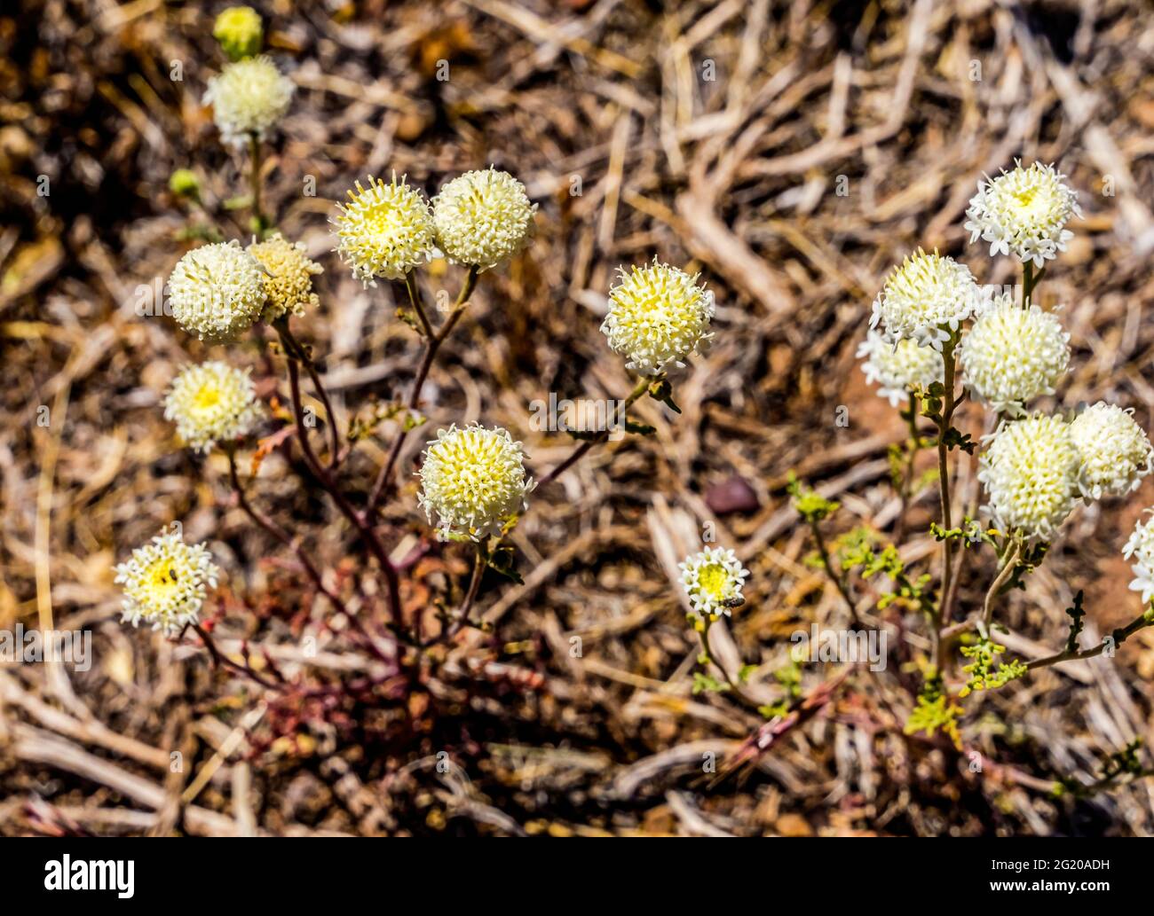 White Esteve's Pincushion Blooming Desert Wildflowers Chaenactis steviodes Macro Petrified Forest National Park Arizona Stock Photo