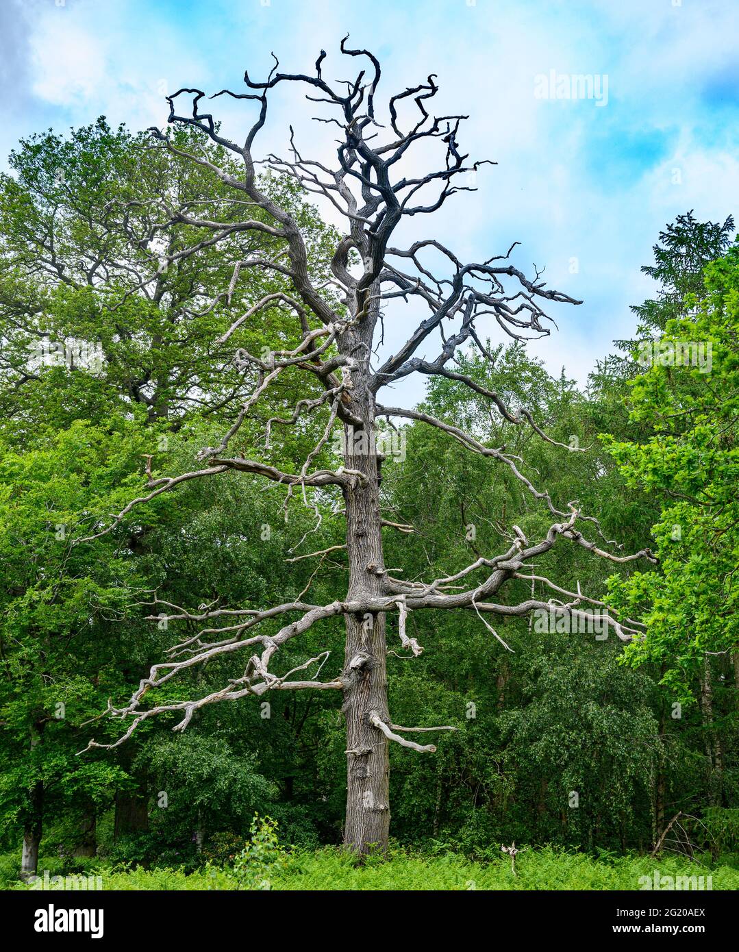 Old Dead Tree In A Deciduous Forest In Summer High Resolution Stock ...