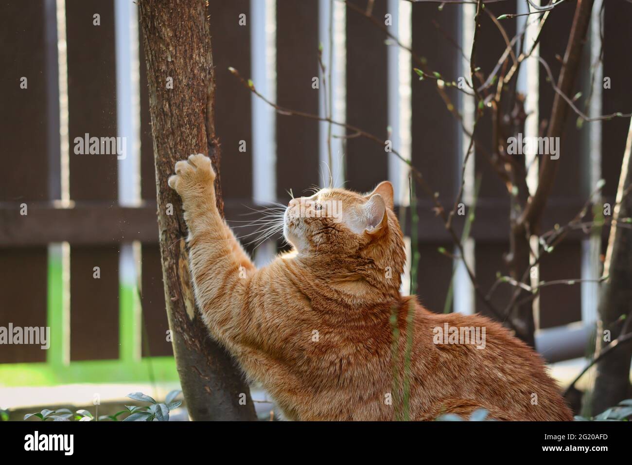 Ginger Tabby Cat Scratches Tree in the Garden. Orange Domestic Animal Outside. Stock Photo