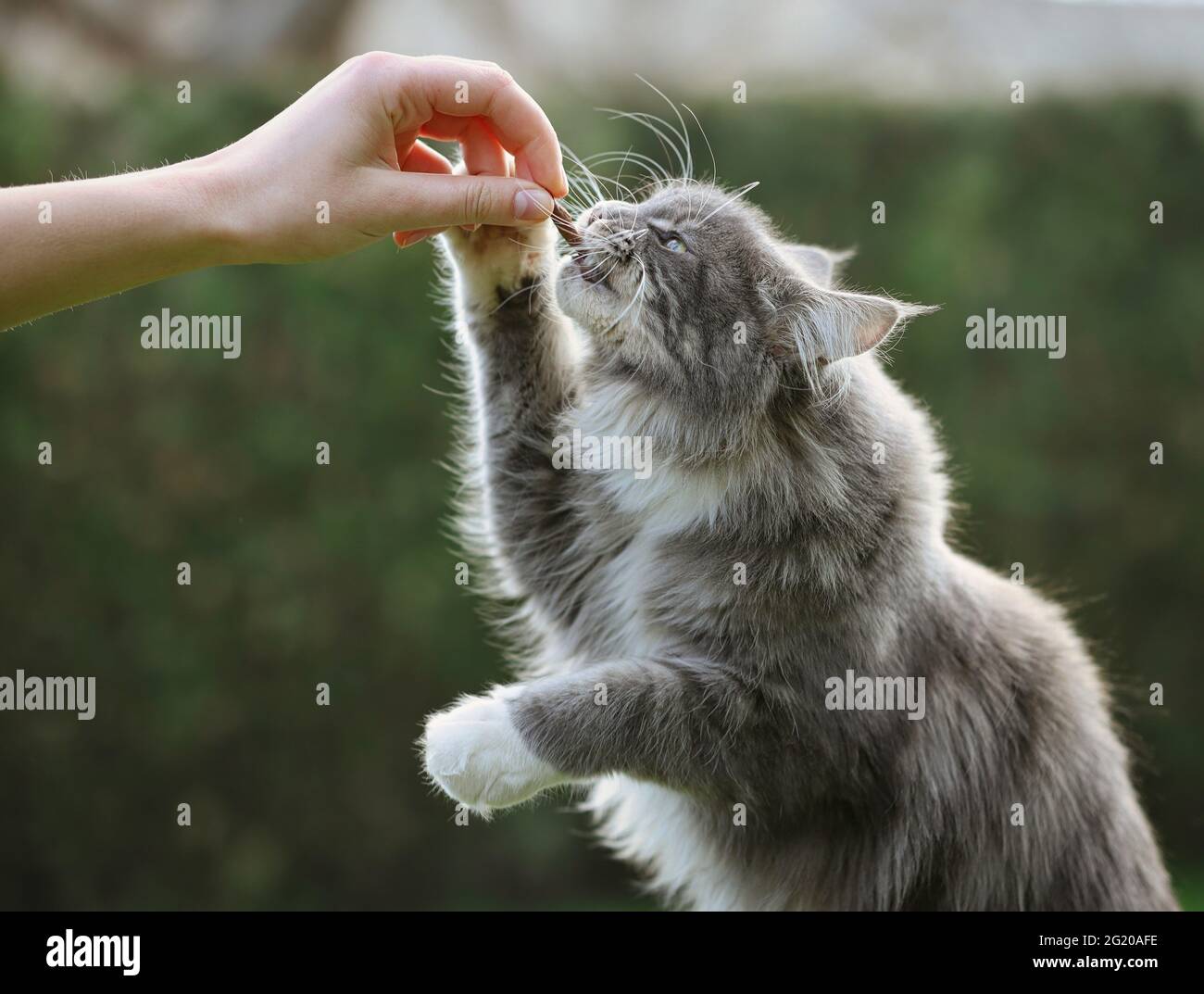 Maine Coon Cat Eats Treat from Human Hand in the Garden. Blue Tabby Cat