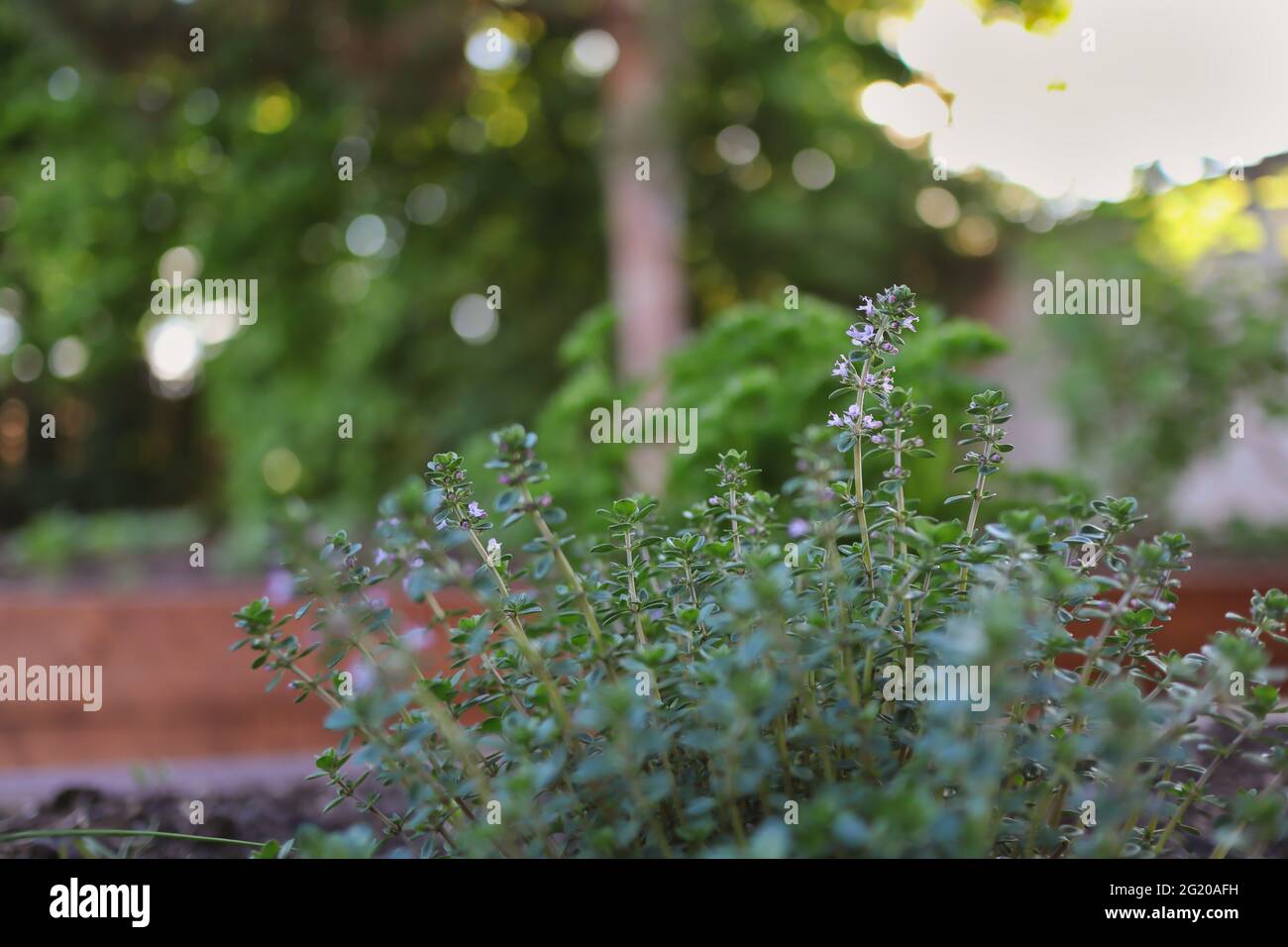 Thymus Vulgaris in the Spring Garden. Common Thyme also called Garden ...