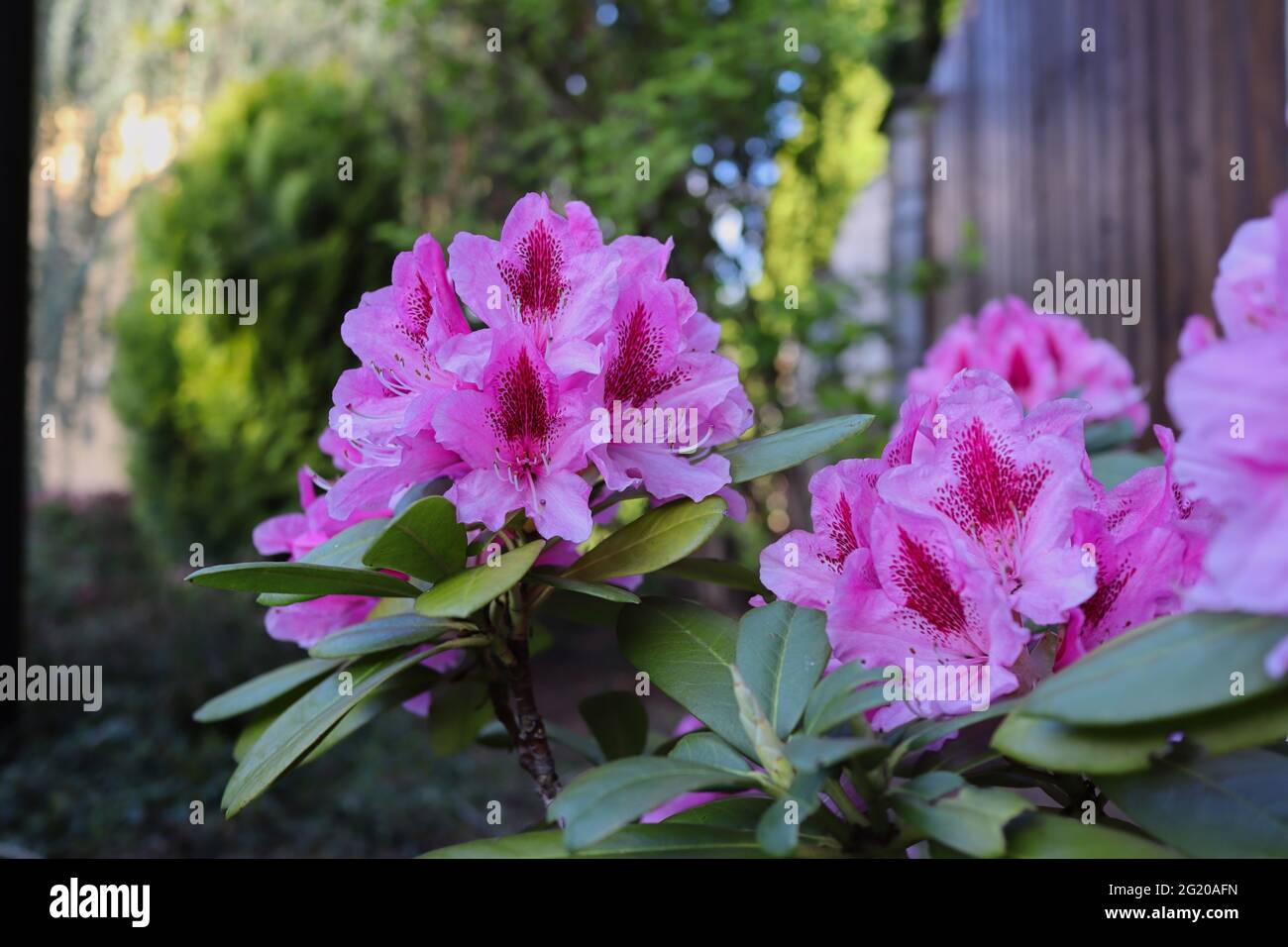 Roztoky, Czech Republic - 22 May, 2021: Pink Rhododendron Flower in the Garden. Catawba Rhododendron belongs to the Family Ericaceae. Stock Photo