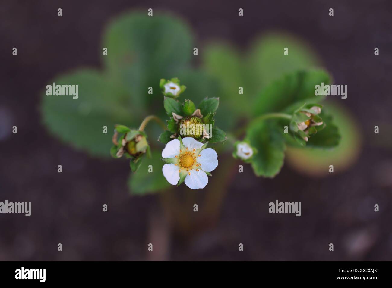 Top-Down Growing Strawberry Plant in the Garden. Top View of Unripe ...