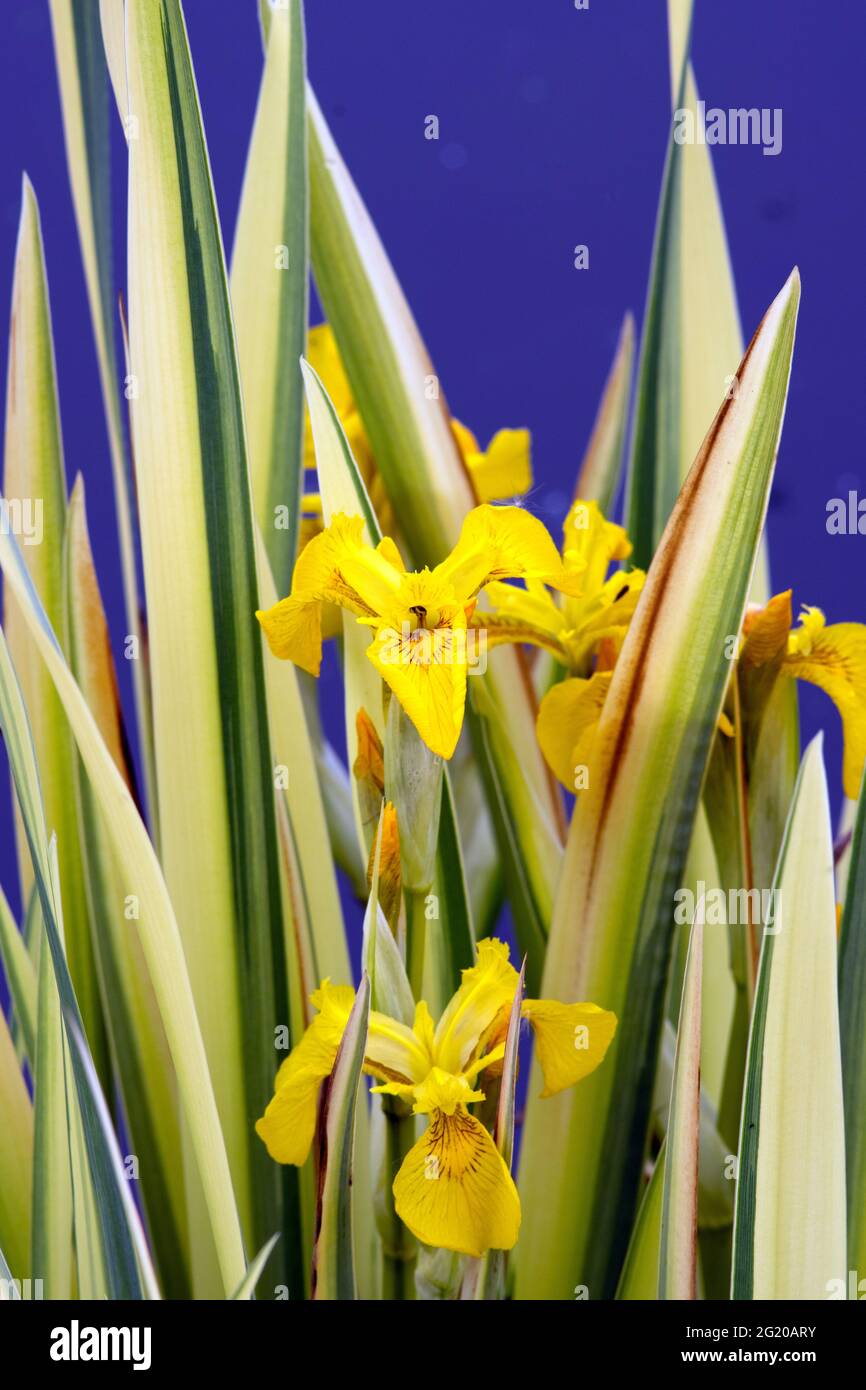 Iris pseudacorus 'Variegata' Stock Photo