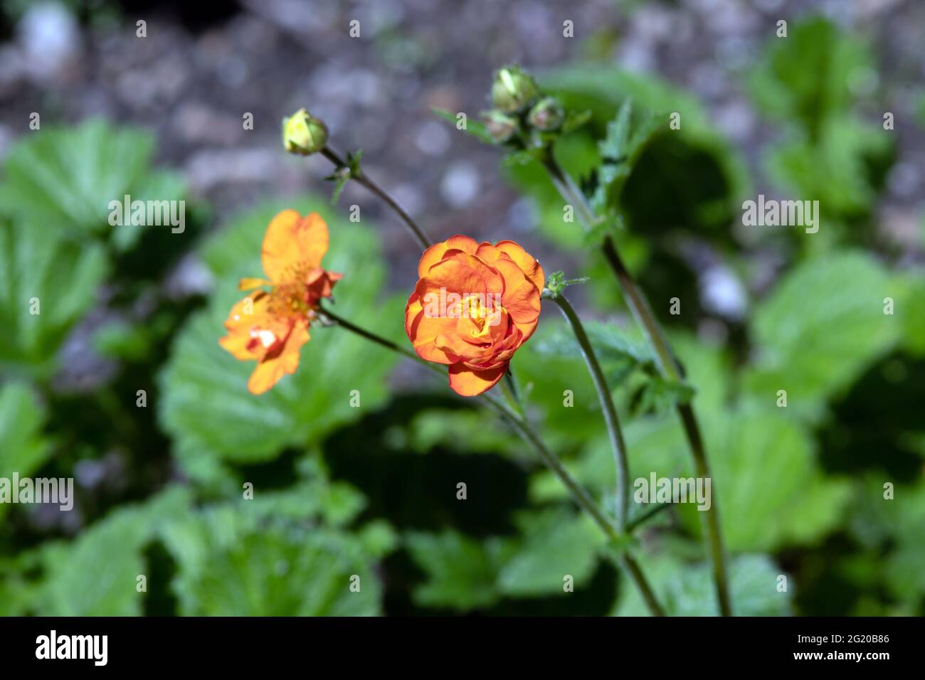 Geum starkers Magnificum Stock Photo - Alamy