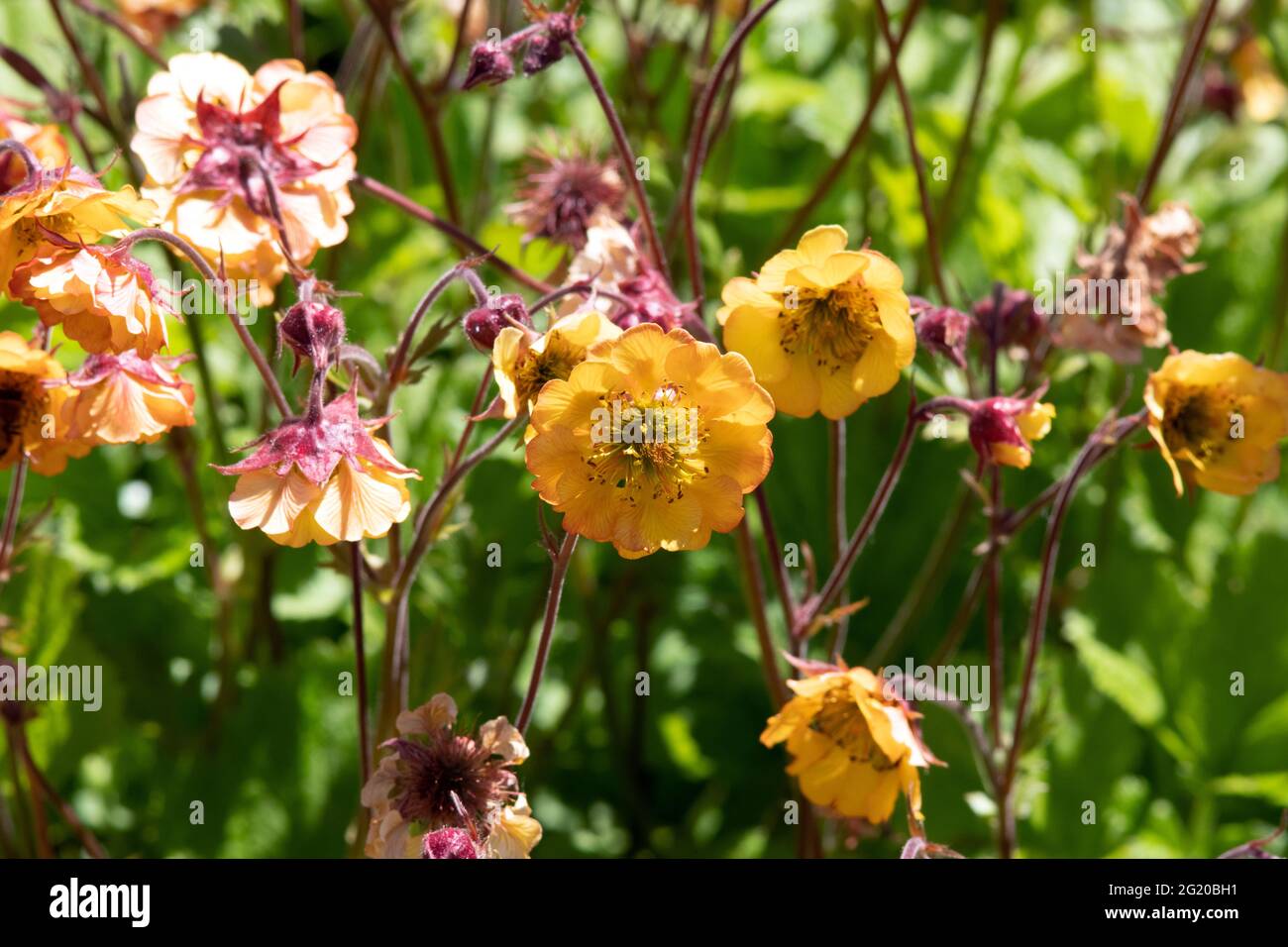 Geum 'El Wano' Stock Photo