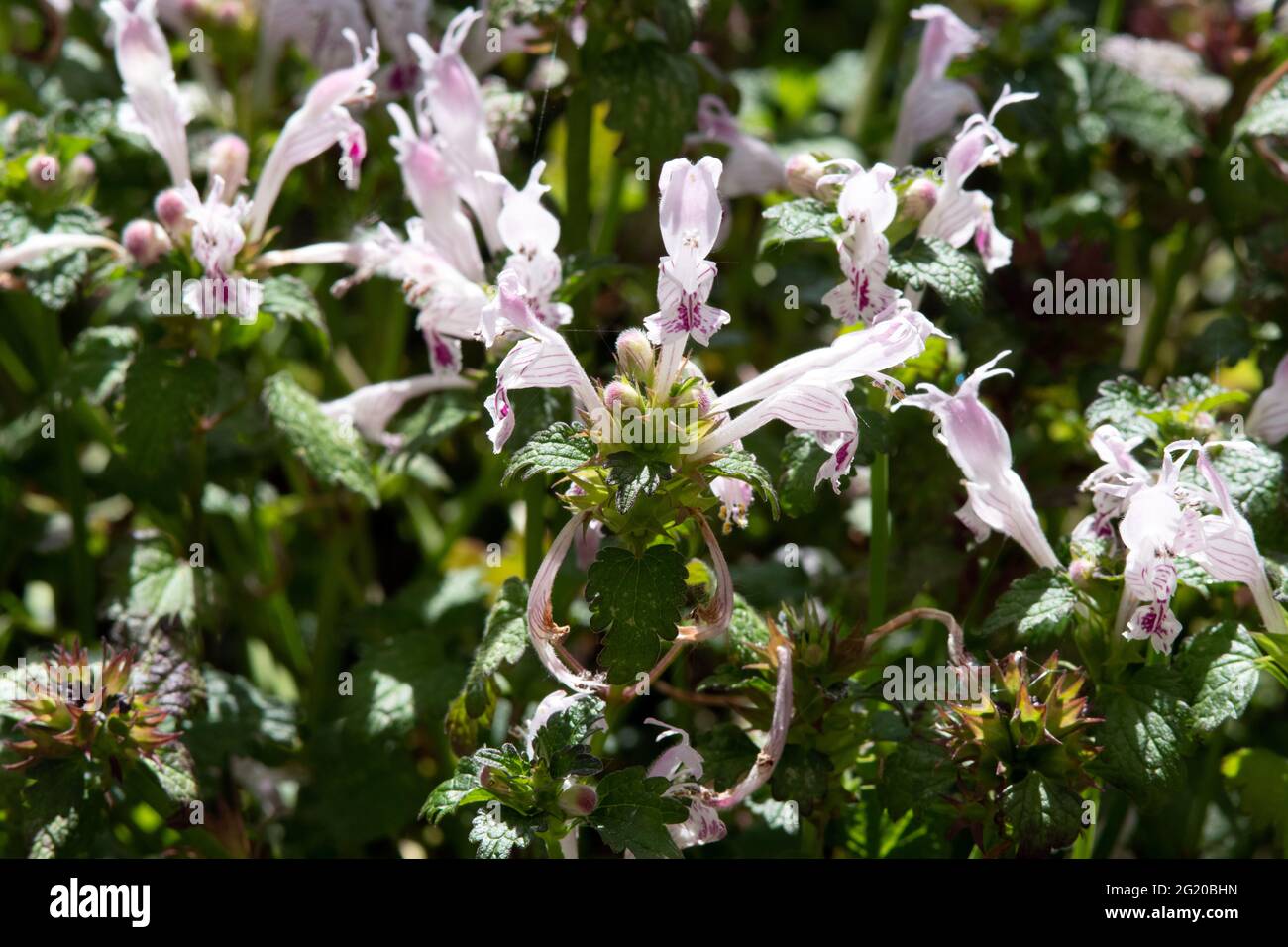 Lamium garganicum subsp. striatum Stock Photo