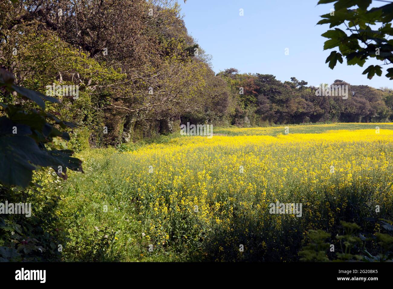 Rapeseed field blossoms tree hi-res stock photography and images - Alamy