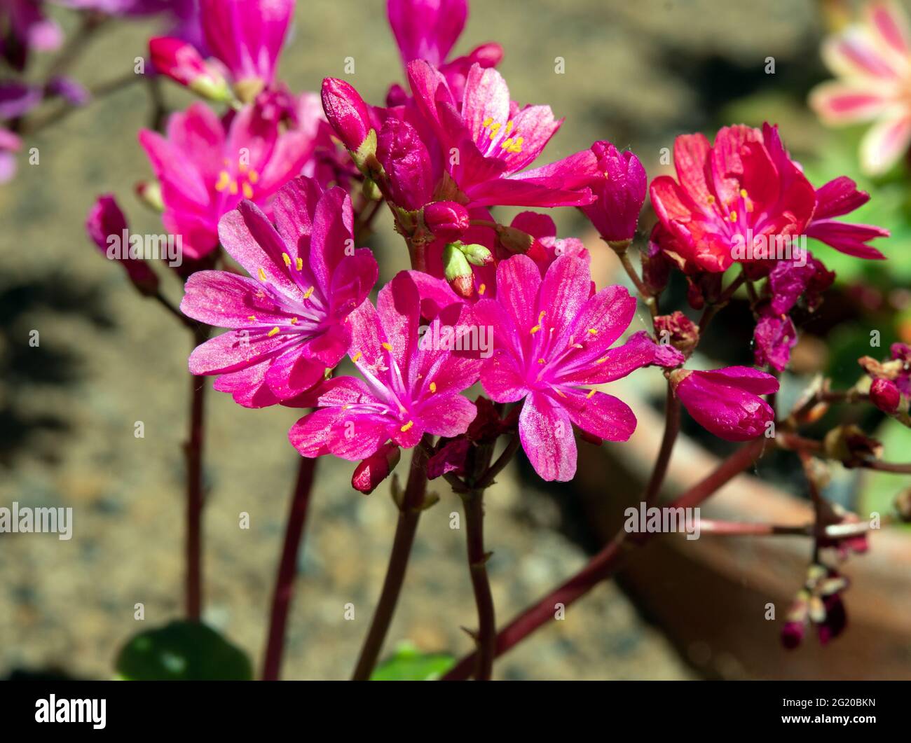 Lewisia cotyledon Elise Stock Photo