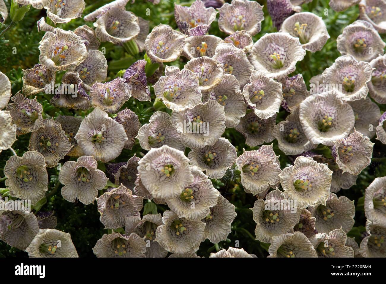 Petunia patagonica Stock Photo
