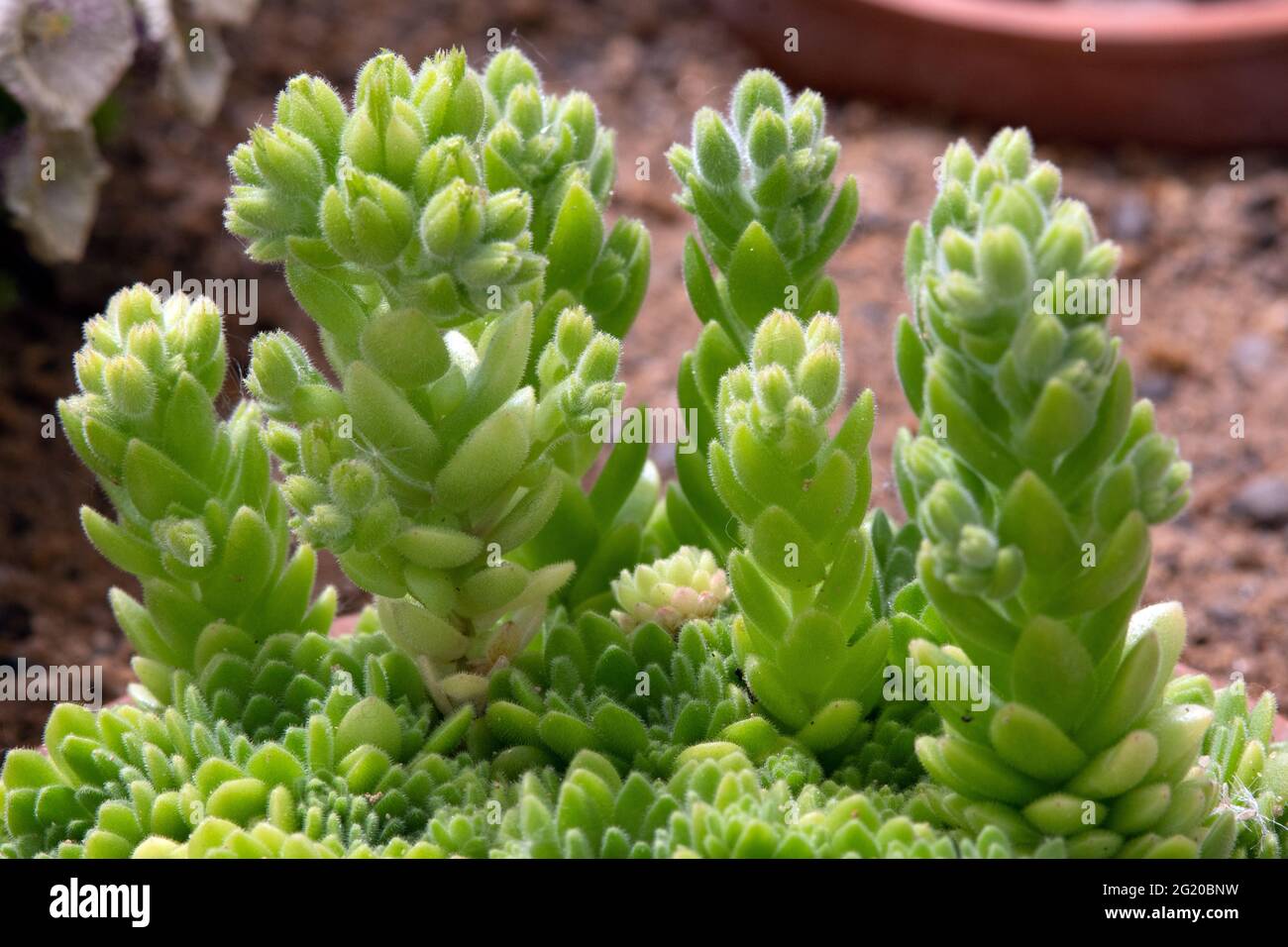 Rosularia chrysantha about to flower Stock Photo