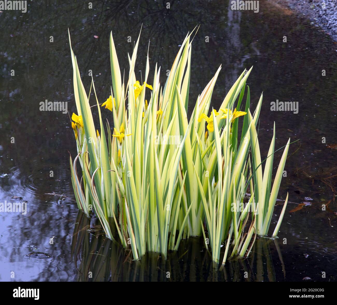 Iris pseudacorus 'Variegata' Stock Photo