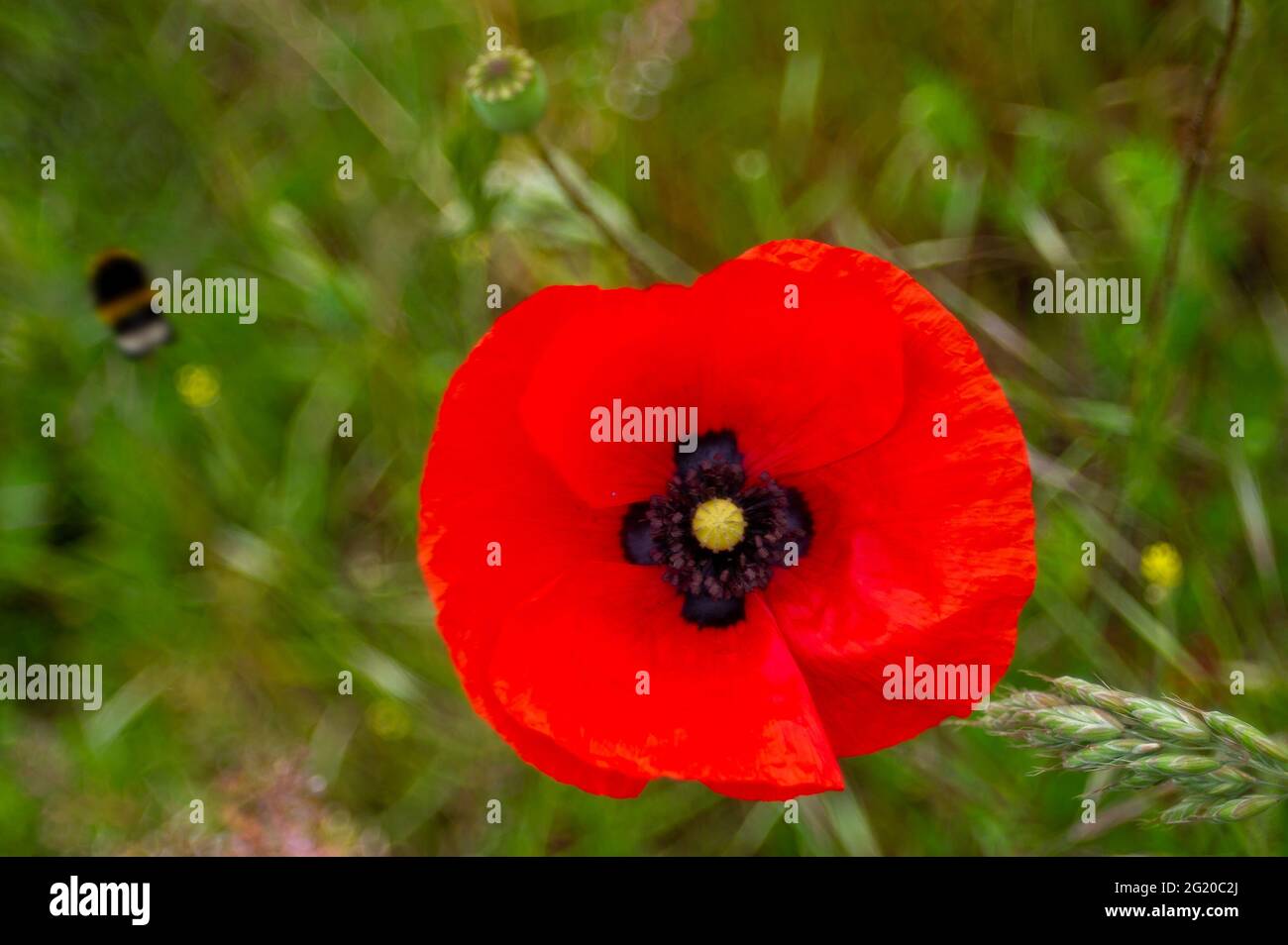 British legion colours hires stock photography and images Alamy