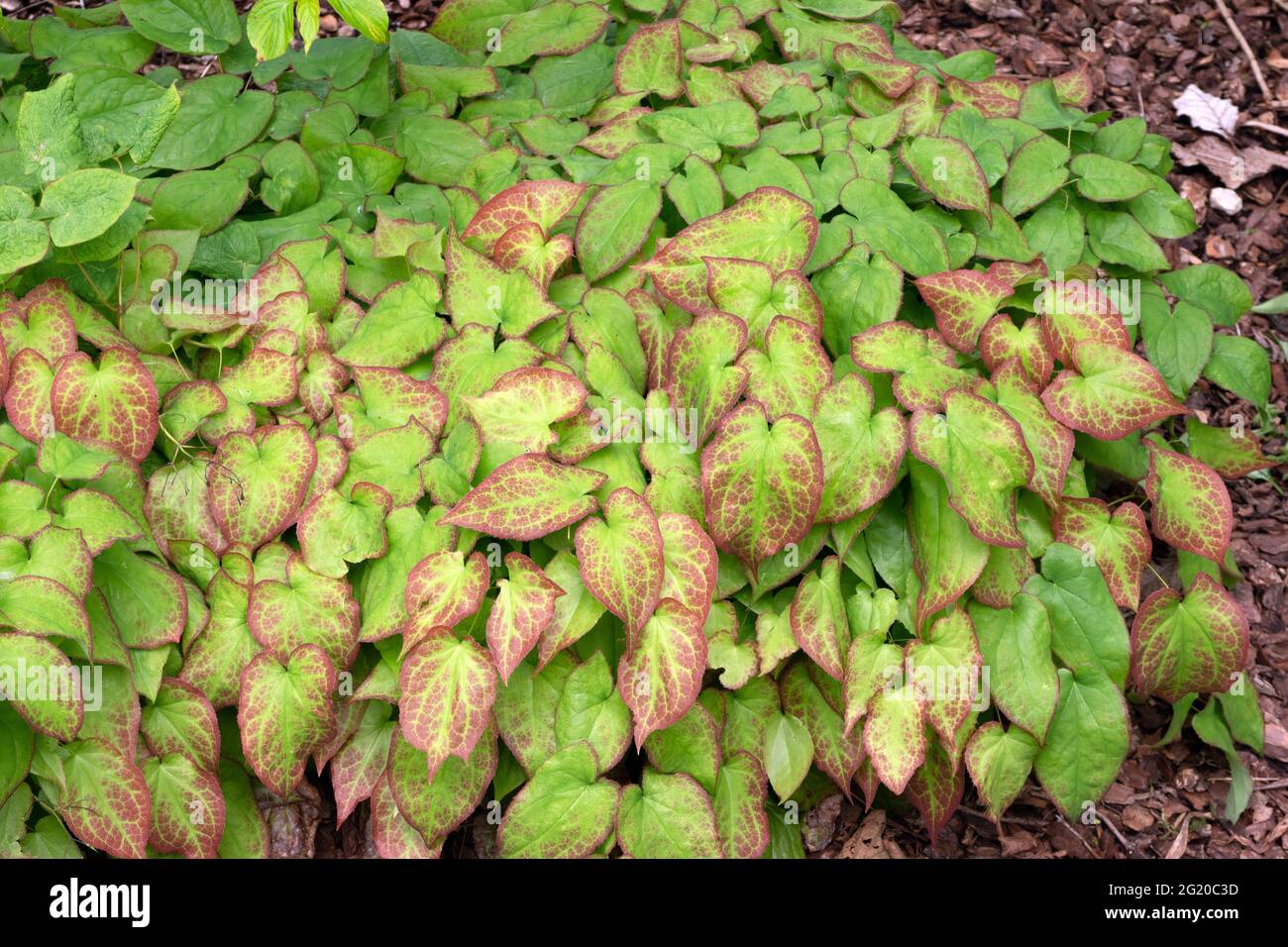 Epimedium × rubrum Stock Photo