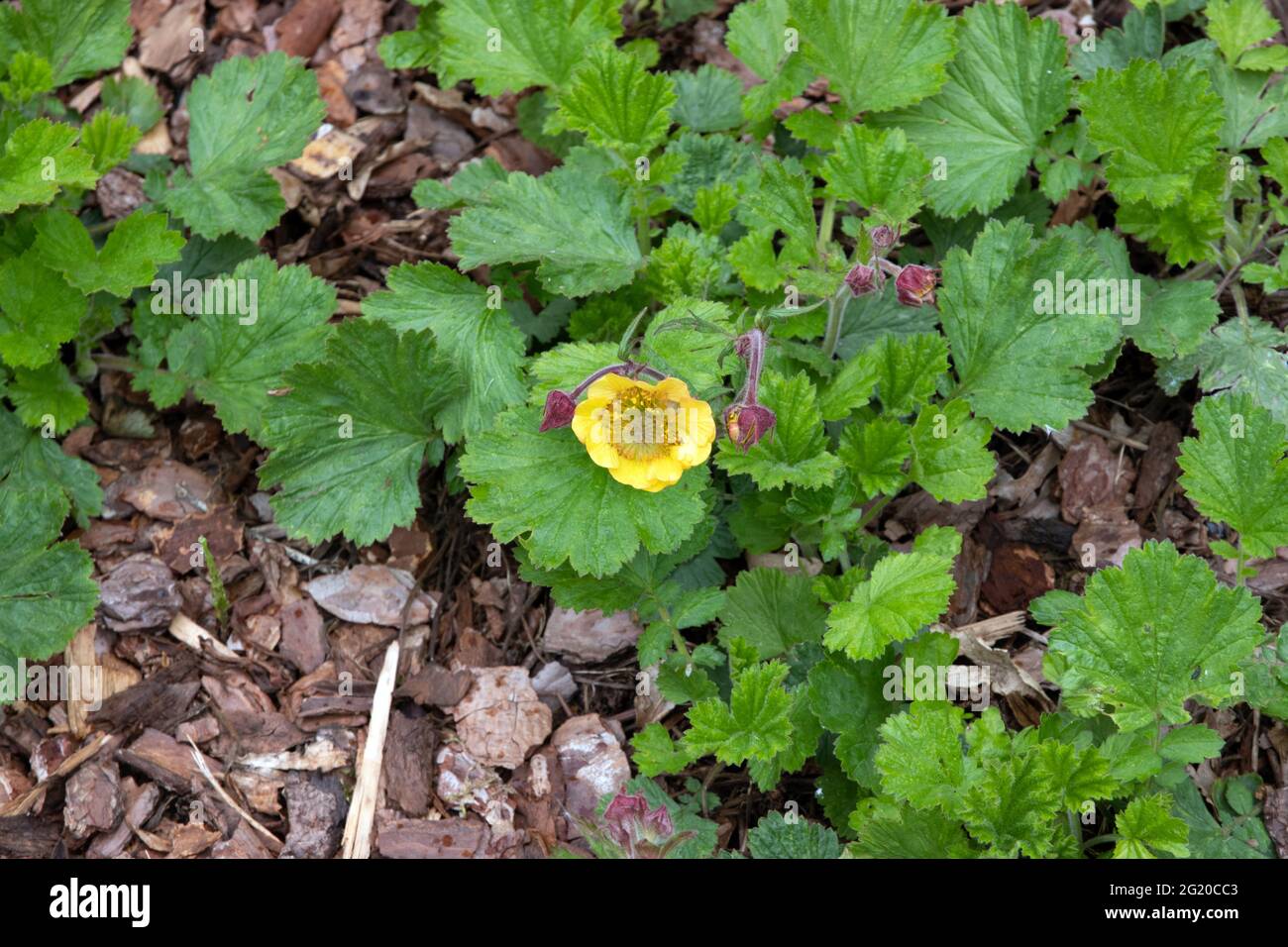 Geum Poco Stock Photo