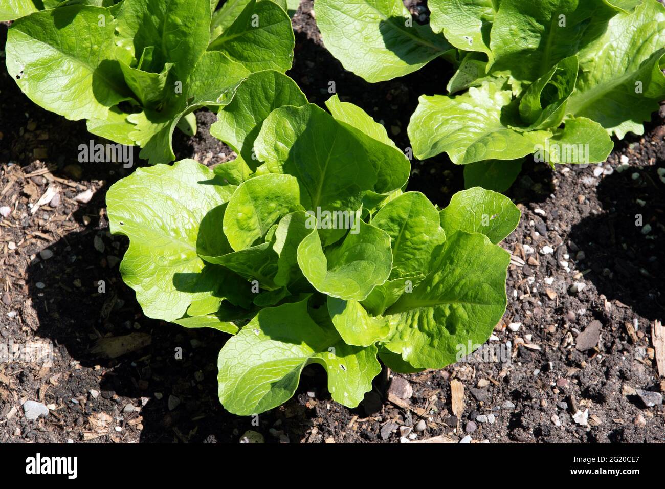 Lettuce 'Valmaine' (Romaine/Cut And Come Again) Stock Photo