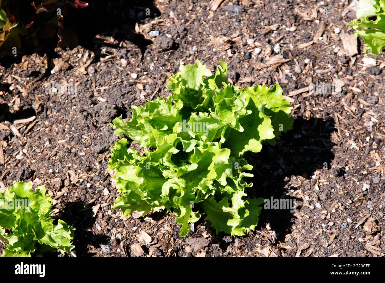 Lettuce 'Great Lakes' (Iceberg/Crisphead) Stock Photo