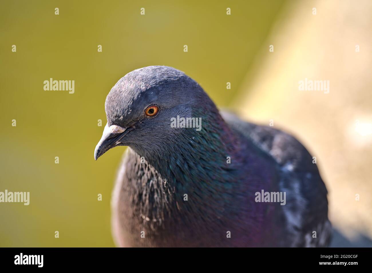 Pigeon lung hires stock photography and images Alamy
