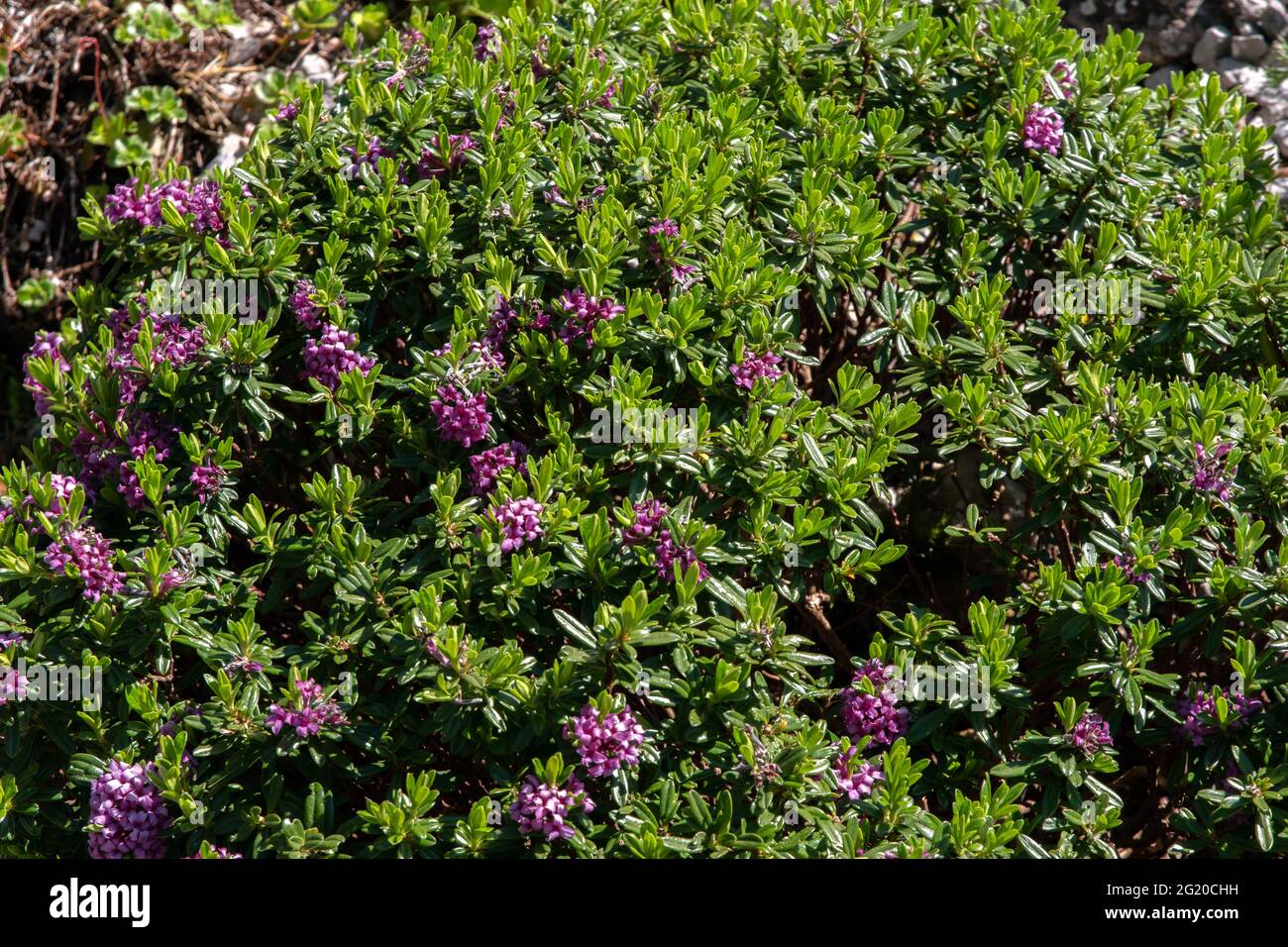 Daphne × susannae 'Cheriton' Stock Photo