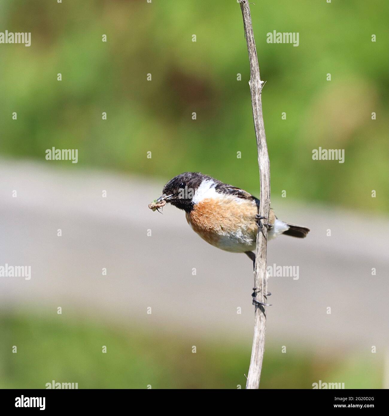 Stonechat Bird with insects Stock Photo