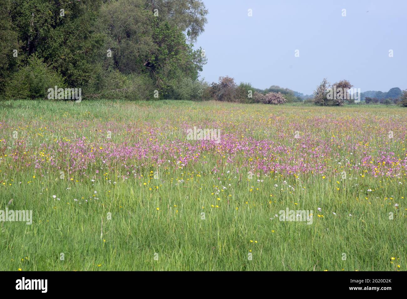 Lower Derwent Valley water meadow Stock Photo