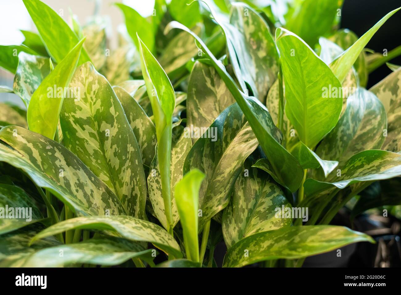 Close-up of large green leaf tropical house plant with white spots. Good air purifier. Stock Photo
