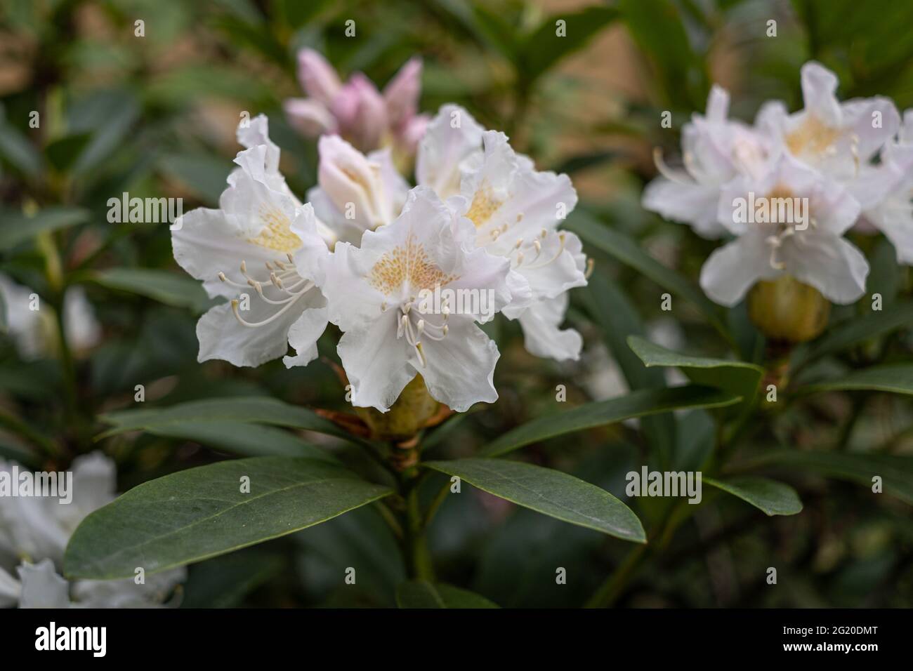 Early blooming rhododendron, early spring in the garden Stock Photo