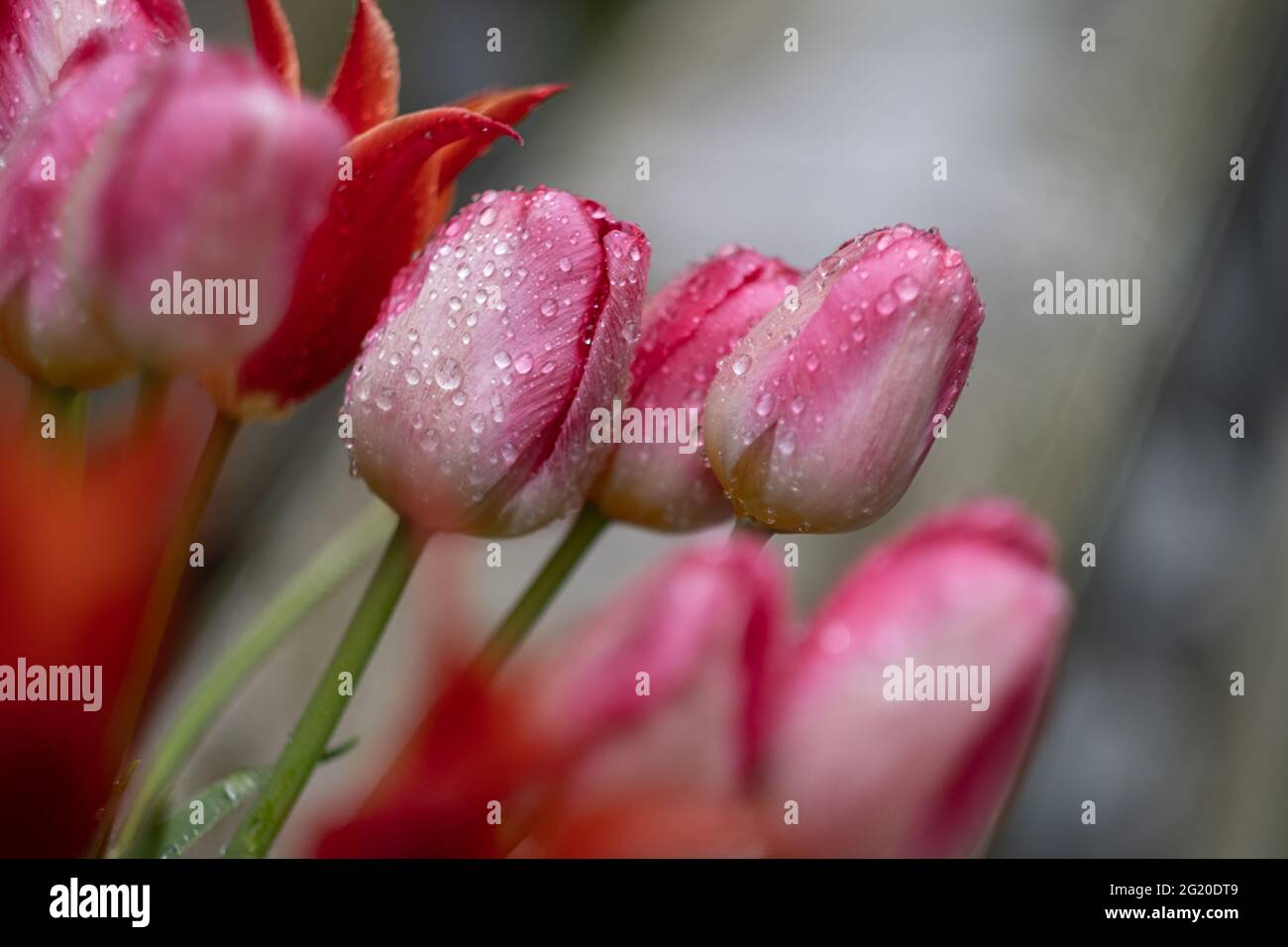 Fresh pink tulips with rain drops on their petals Stock Photo