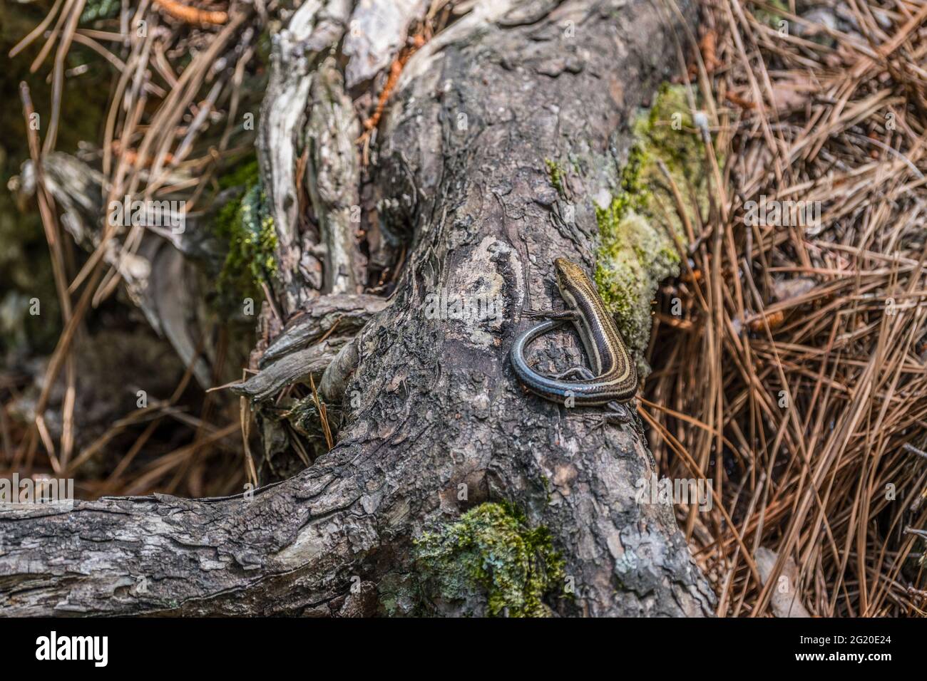 A five-lined skink with stripes and a blue tail sitting still on a tree root enjoying a warm spring day in the forest in the southeast Georgia Stock Photo