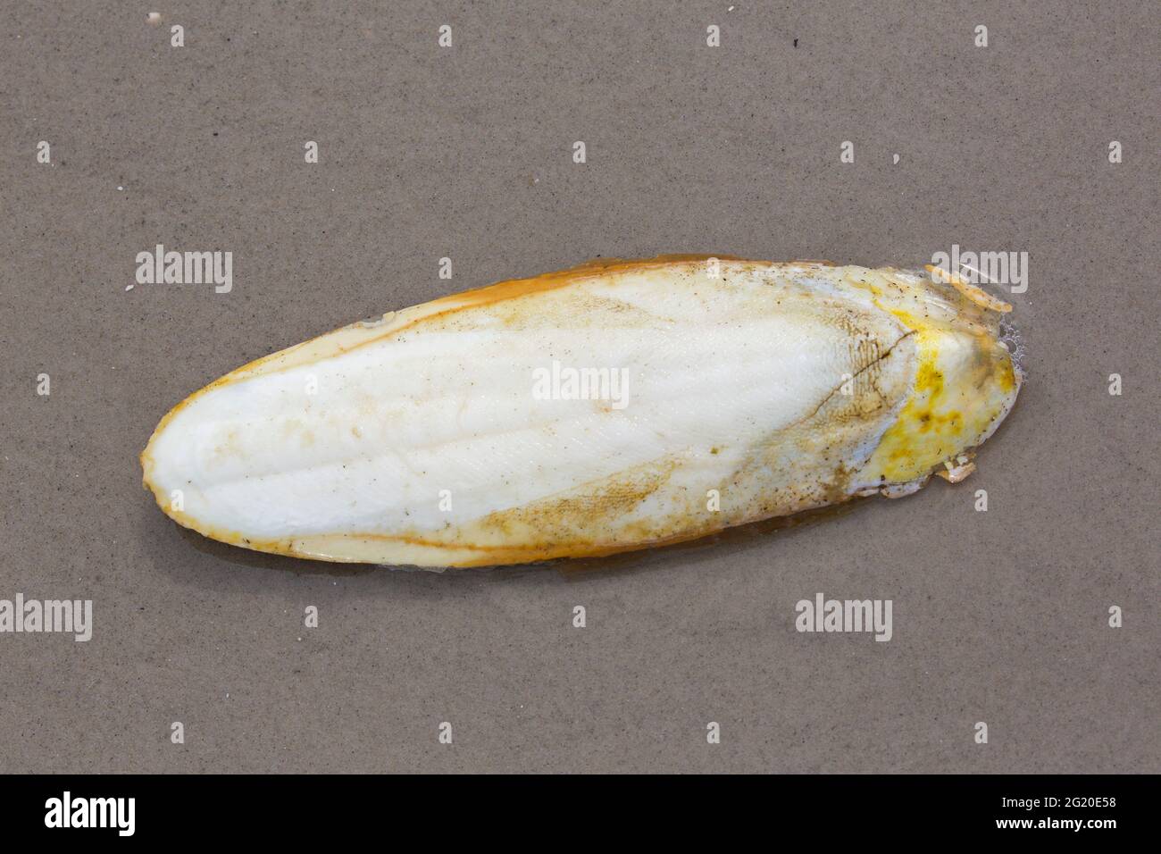 Cuttlebone washed ashore on sandy beach, buoyancy organ and internal shell of the European common cuttlefish / cuttles (Sepia officinalis) Stock Photo