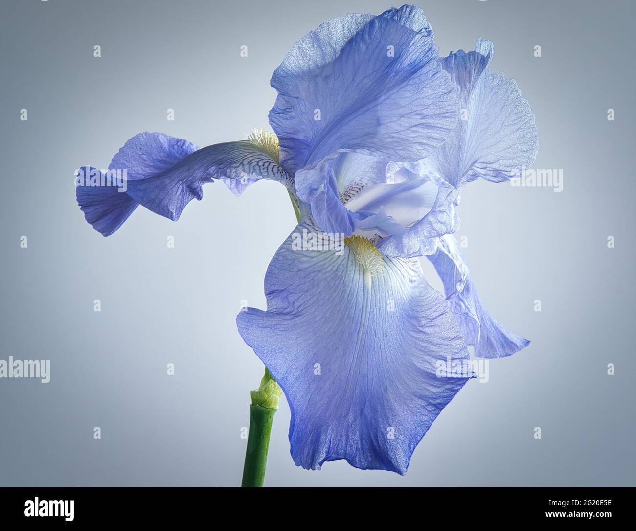 Iris pallida, the Dalmatian iris or sweet iris, is a hardy flowering perennial plant of the genus Iris, family Iridaceae Stock Photo