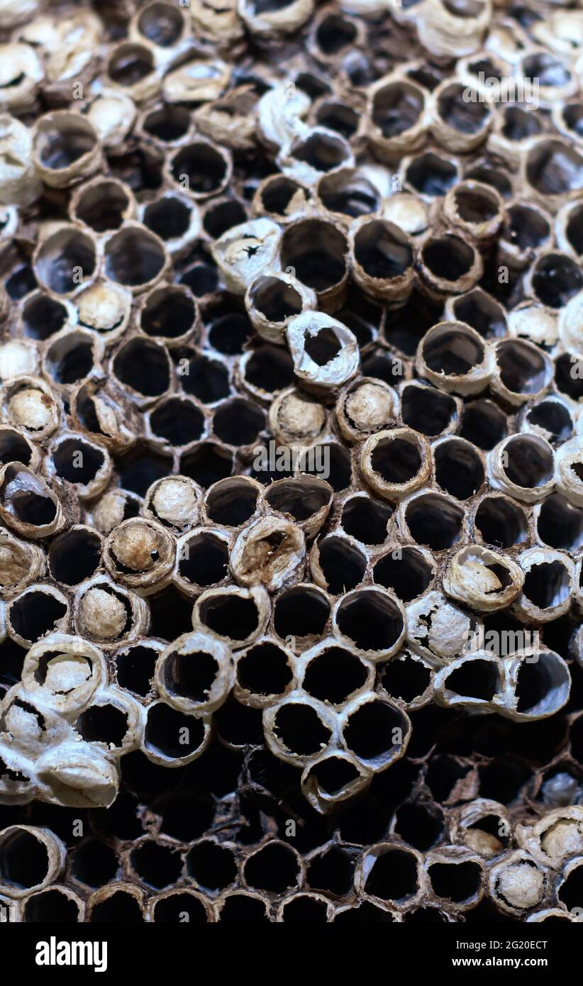 Empty honeycomb Wild honeycomb, old, abandoned, and broken. Man, time, and climate destroy nature. Honeycomb formed by geometric figures. Stock Photo
