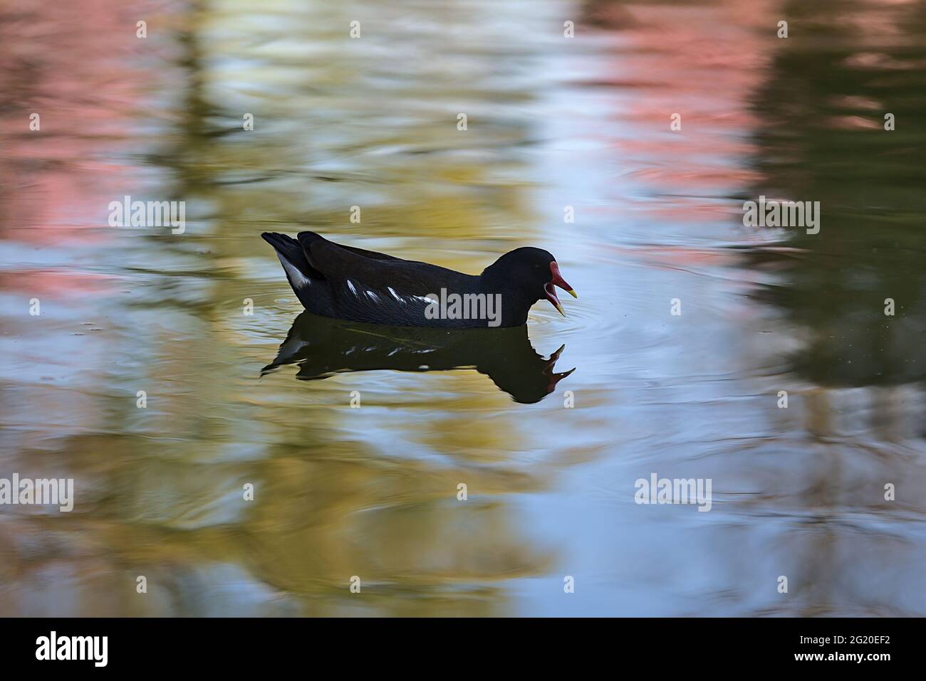 Beautiful view of common moorhen (Gallinula chloropus) looking for food with reflection of spring blooming trees in pond water in Herbert Park, Dublin Stock Photo