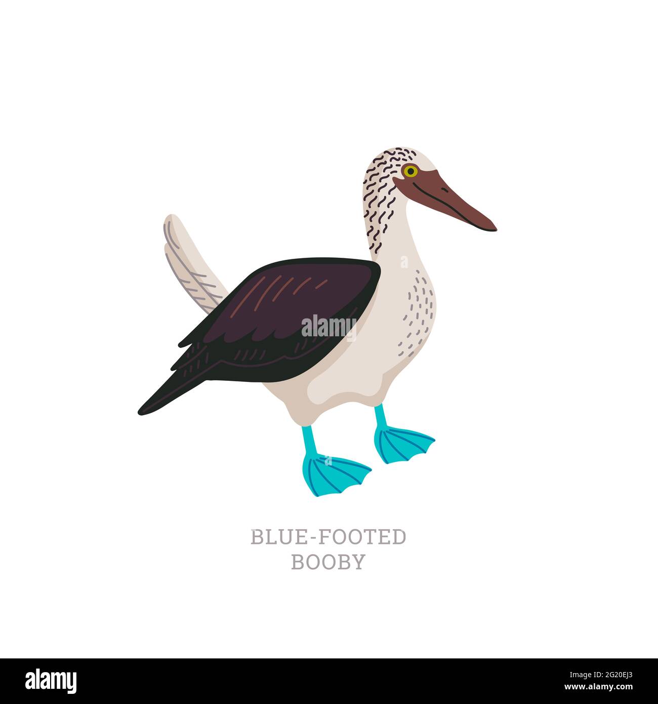 Rare animal collection. Blue-footed booby. Tropical marine bird with bright blue feet. Flat style vector illustration isolated on white background Stock Vector