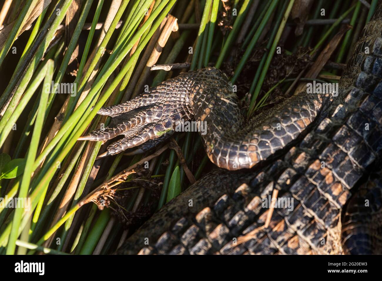 Closeup of the back leg of a juvenile alligator working through the foliage on the way to the water at Meaher State Park in Alabama on May 10, 2021. Stock Photo