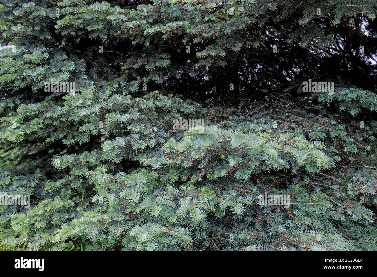 The blue spruce, also commonly known as green, white, Colorado, or Colorado blue spruce, is a species of spruce tree. picea pungens. Green background Stock Photo