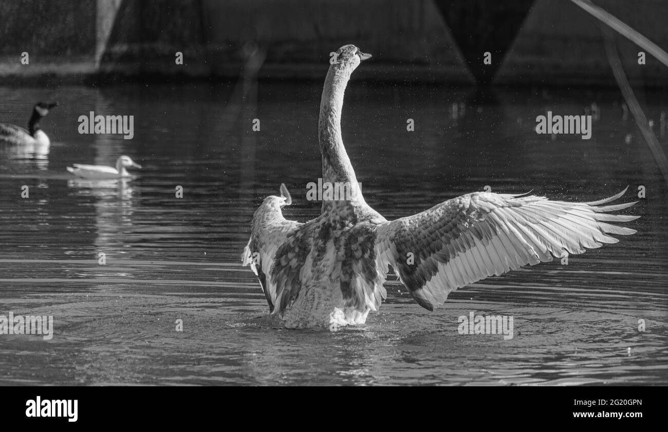 Young Mute Swan with Grey and White Feathers washing in lake