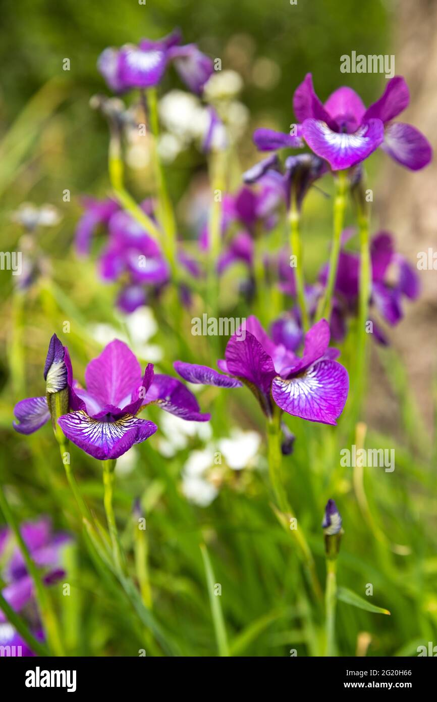 close up of irises Stock Photo