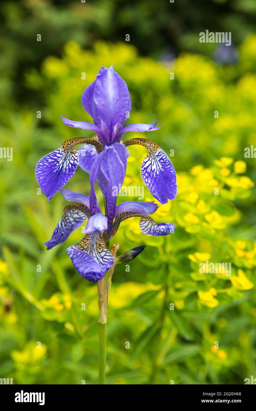 close up of irises Stock Photo