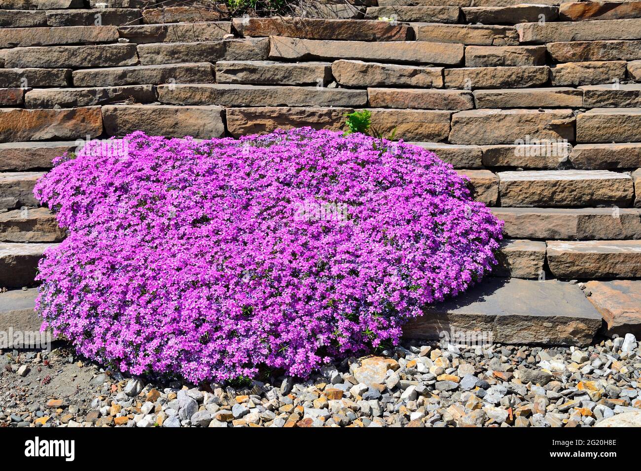 Spring blossoming of pink creeping phlox - Phlox subulata or moss phlox in stony garden. Perennial ground cover blooming plant. Gardening, floricultur Stock Photo