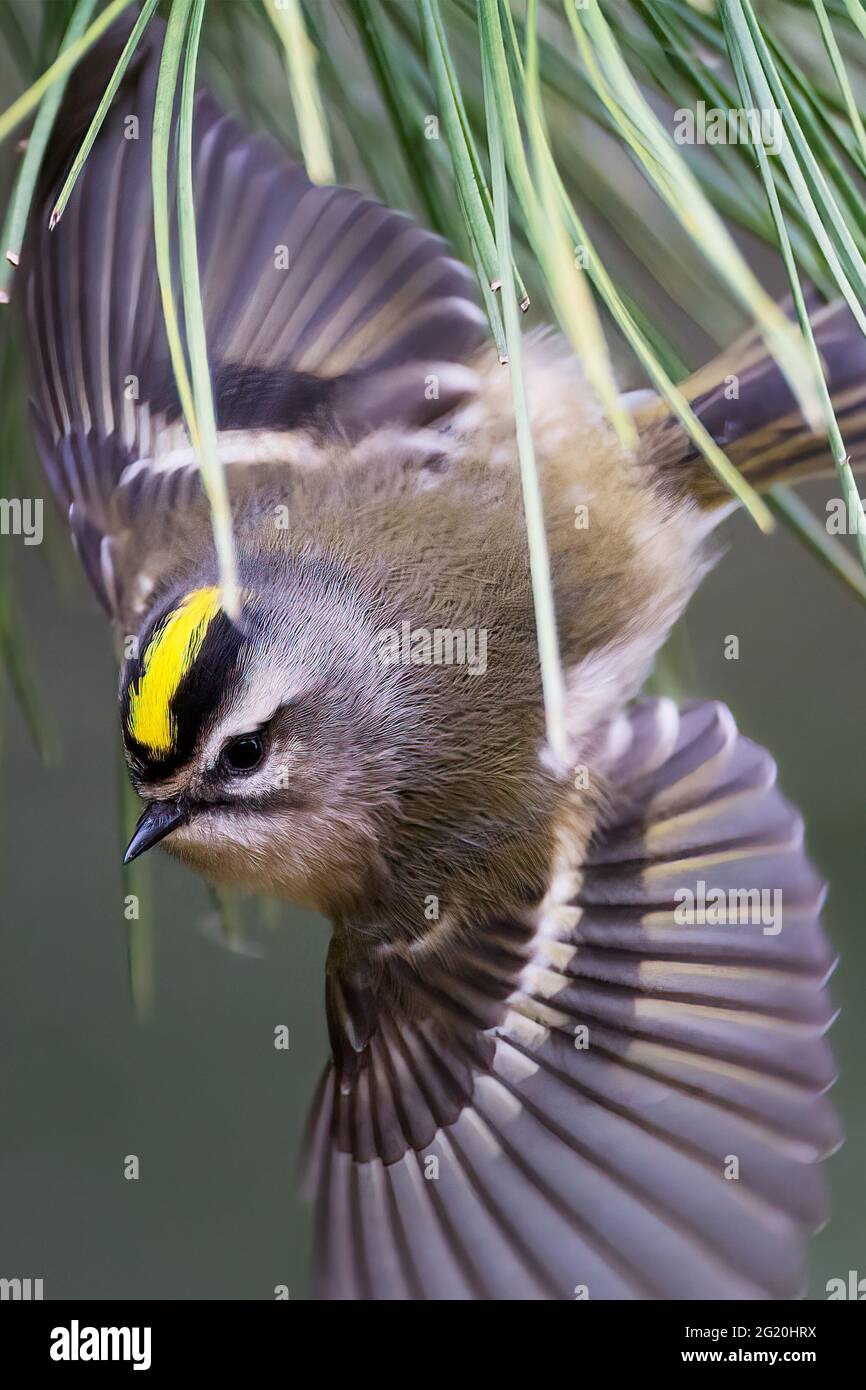 Kinglet in flight hi-res stock photography and images - Alamy