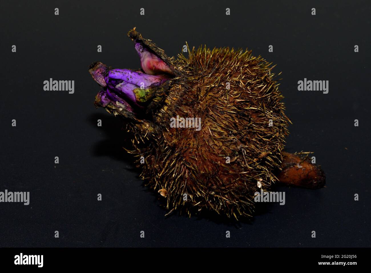 Close up of a raw fox nut fruit [Makhana or Makhna] Stock Photo