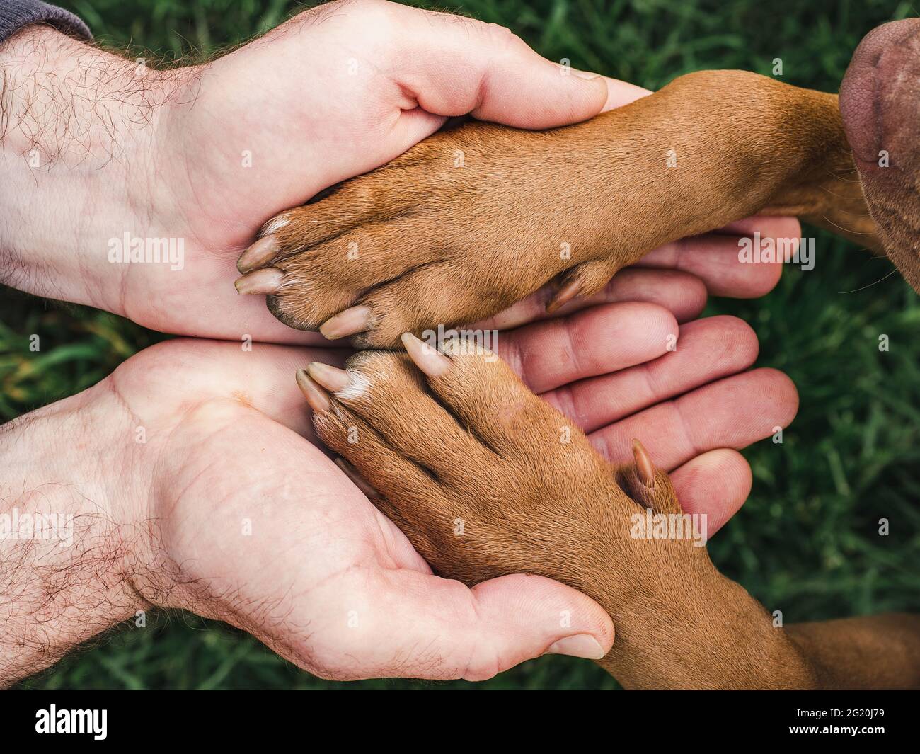 Charming, sweet puppy of chocolate color. Close-up, indoors. Day light ... - Puppy Assessment For Chocolate Cognition