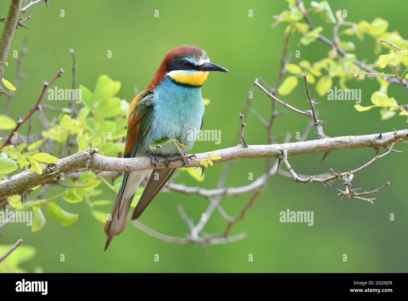 European Bee eater (Merops apiaster) perching on a twig Stock Photo