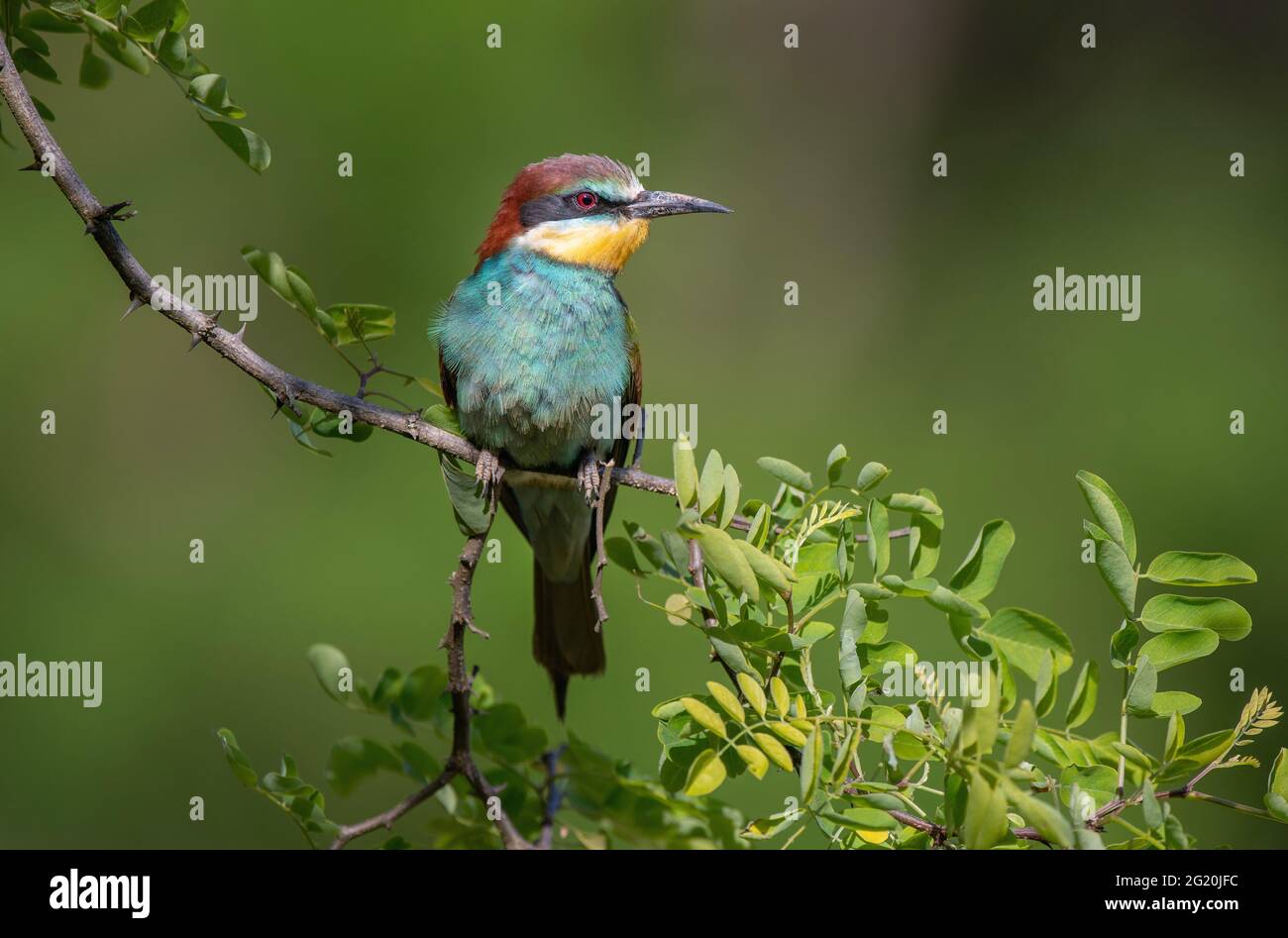 European Bee eater (Merops apiaster) perching on a twig Stock Photo