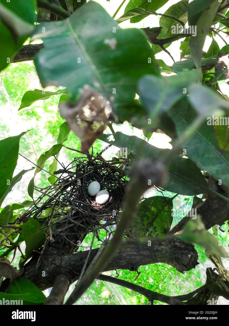 Two eggs are in the bird's nest, and the nest is on the green leaves in the park. Two eggs are in the bird's nest in the morning in the park. Stock Photo