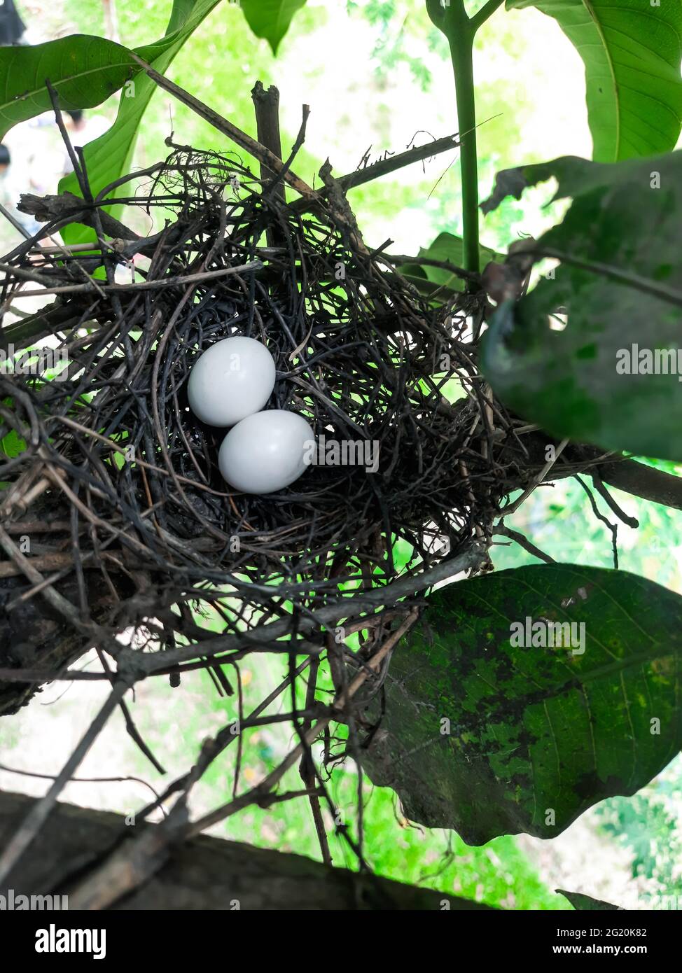 Two eggs are in the bird's nest, and the nest is on the green leaves in the park. Two eggs are in the bird's nest in the morning in the park. Stock Photo